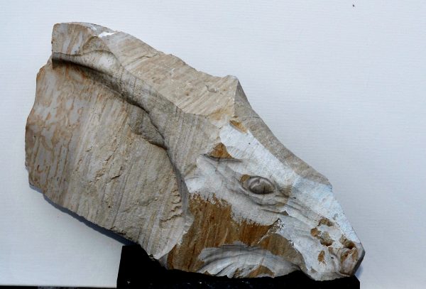 The head of the northern deer